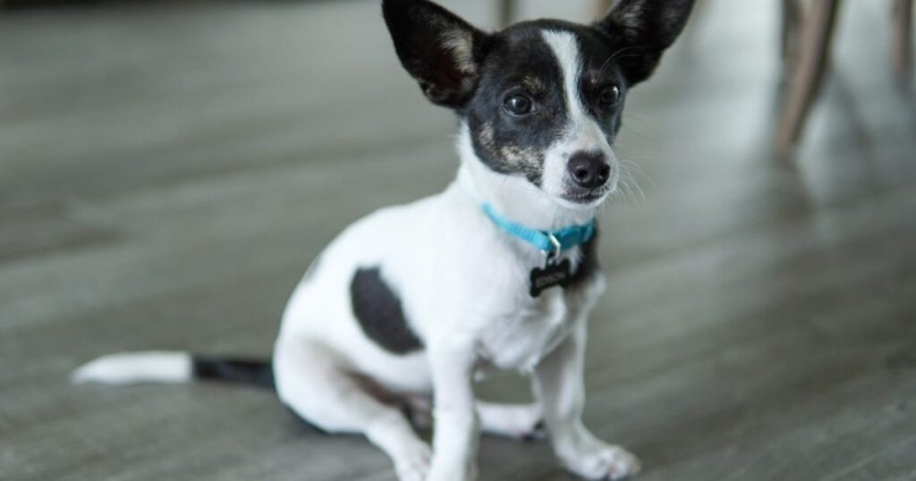 Terrier Chihuahua Mix