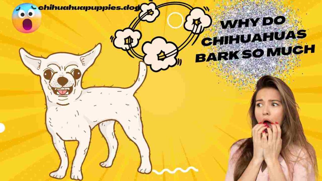 Why Do Chihuahuas Bark So Much