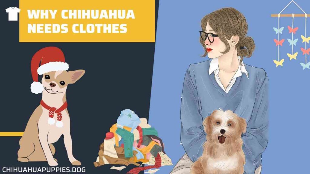 Why Chihuahua Needs Clothes