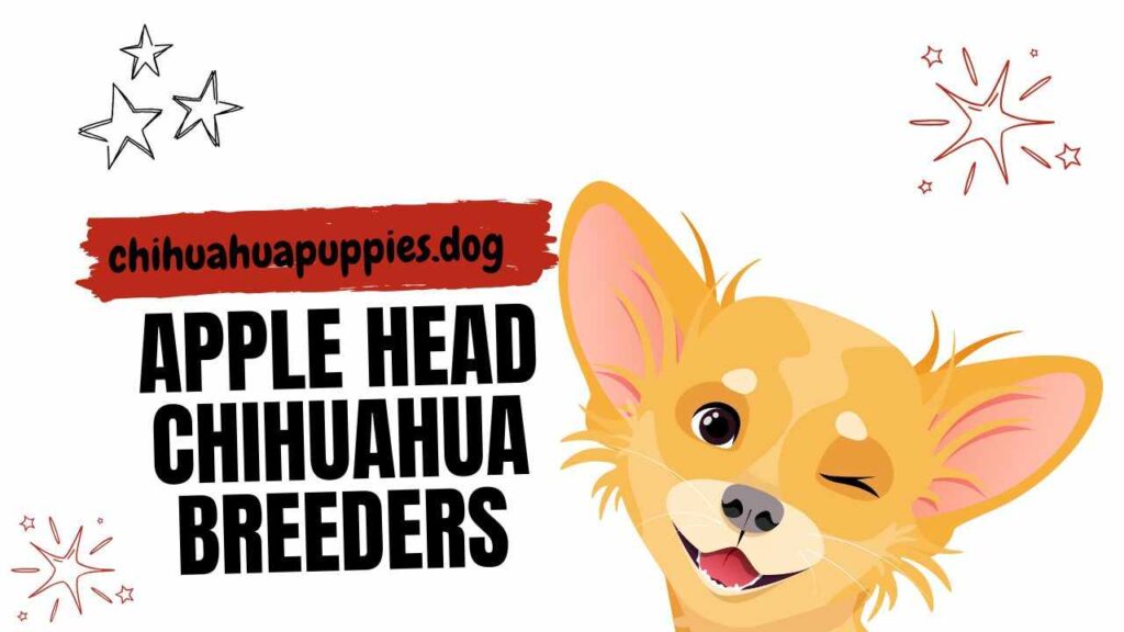 Apple Head Chihuahua Breeders