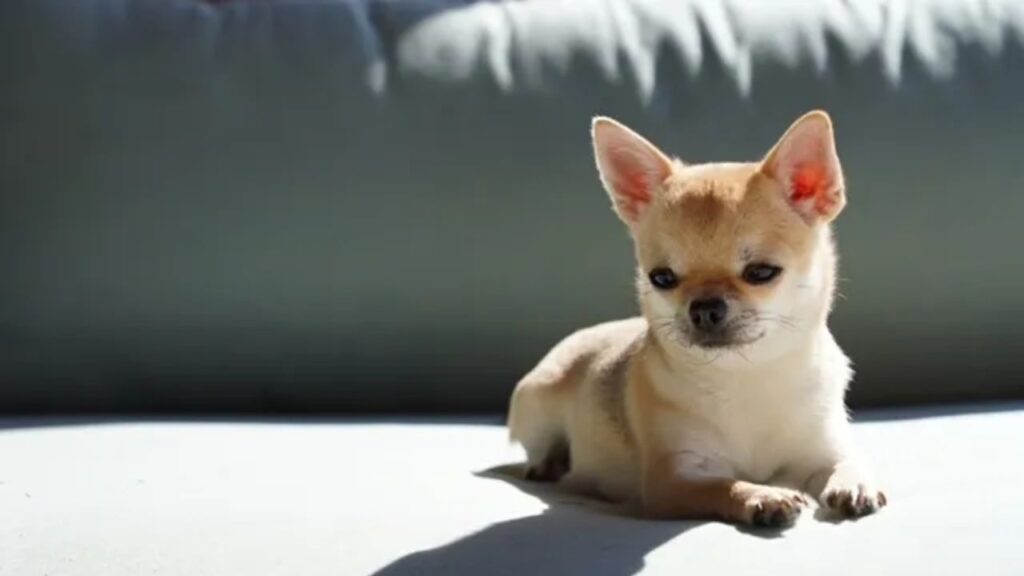 Apple Head Chihuahua Breeders