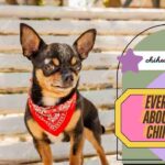 Everything about adult chihuahua