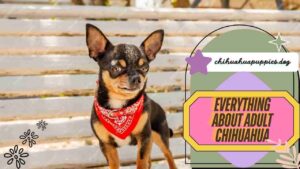 Everything about adult chihuahua