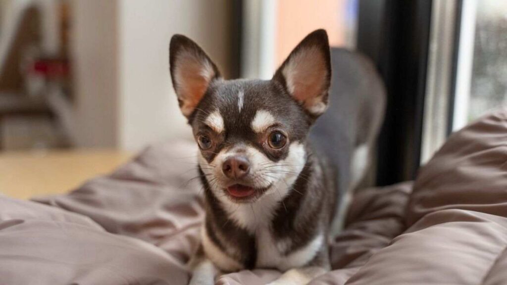 Everything About Adult Chihuahua