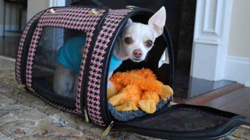 Chihuahua Carriers and Bags