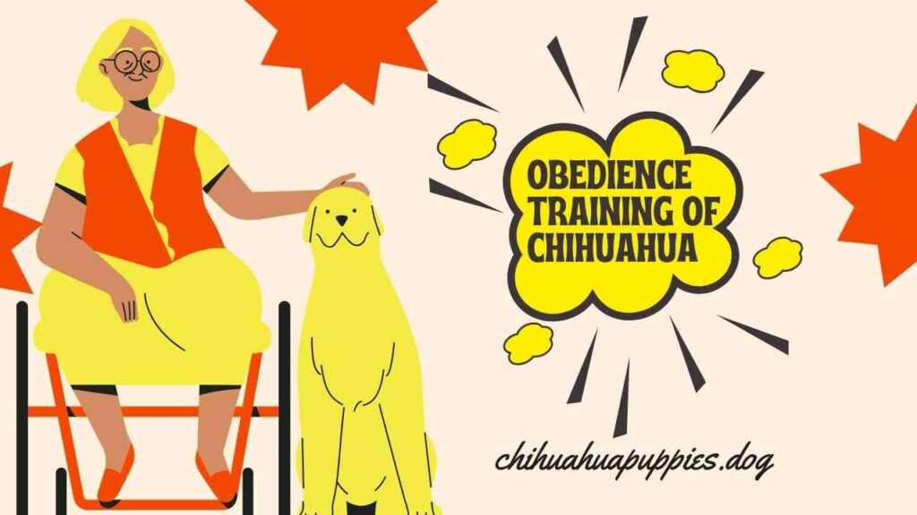 Obedience Training Of Chihuahua