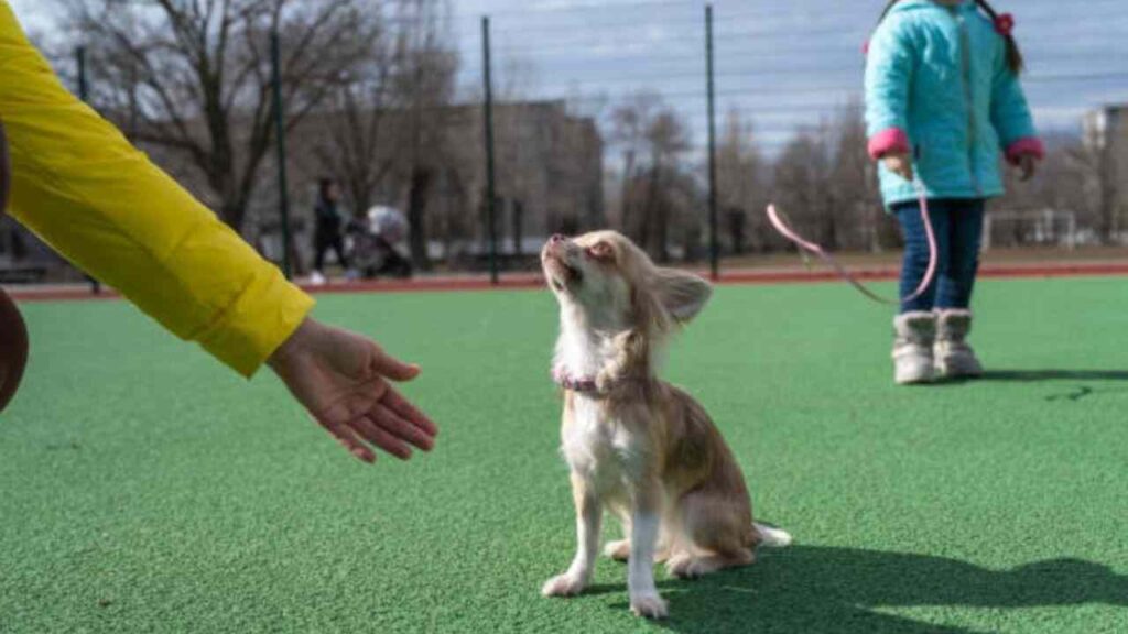 Obedience Training Of Chihuahua