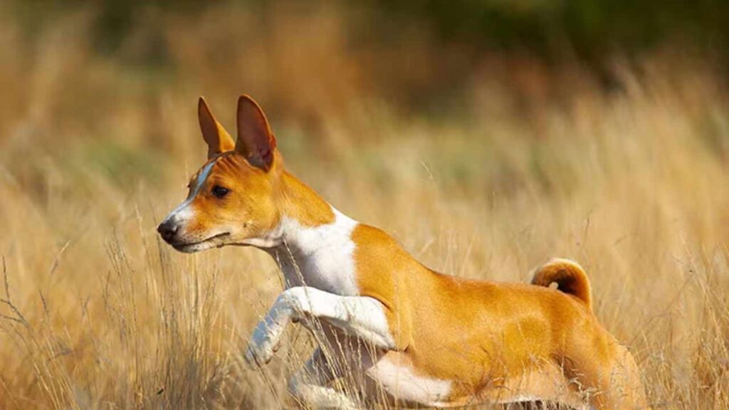 Basenji Chihuahua Mix