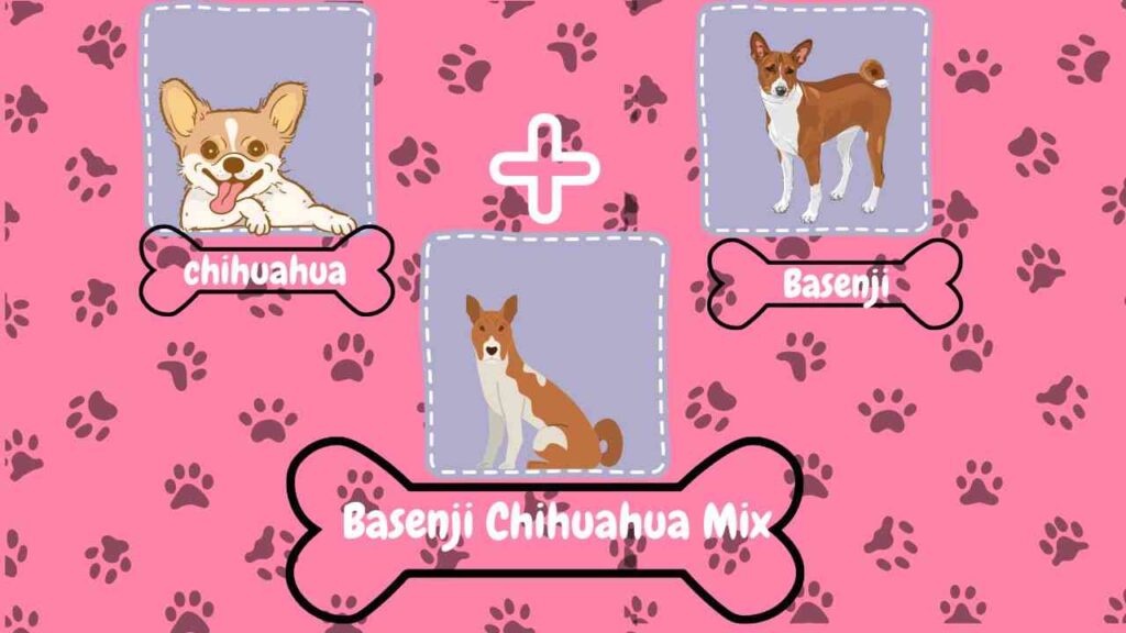 Basenji Chihuahua Mix