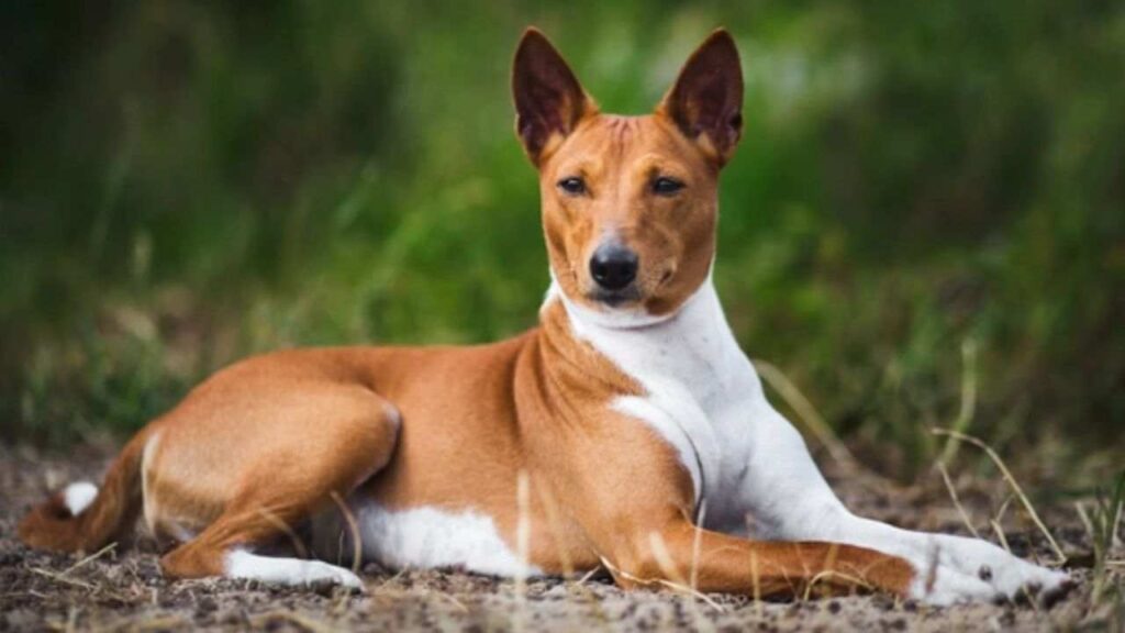 Basenji Chihuahua Mix