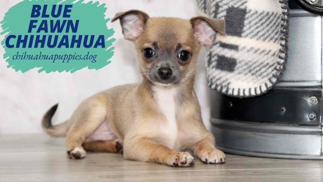 Blue Fawn Chihuahua