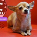 Everything About Chihuahua Skin Issues