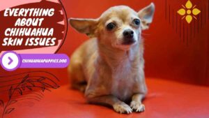 Everything About Chihuahua Skin Issues