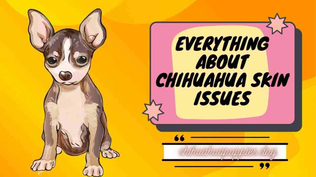 Everything About Chihuahua Skin Issues