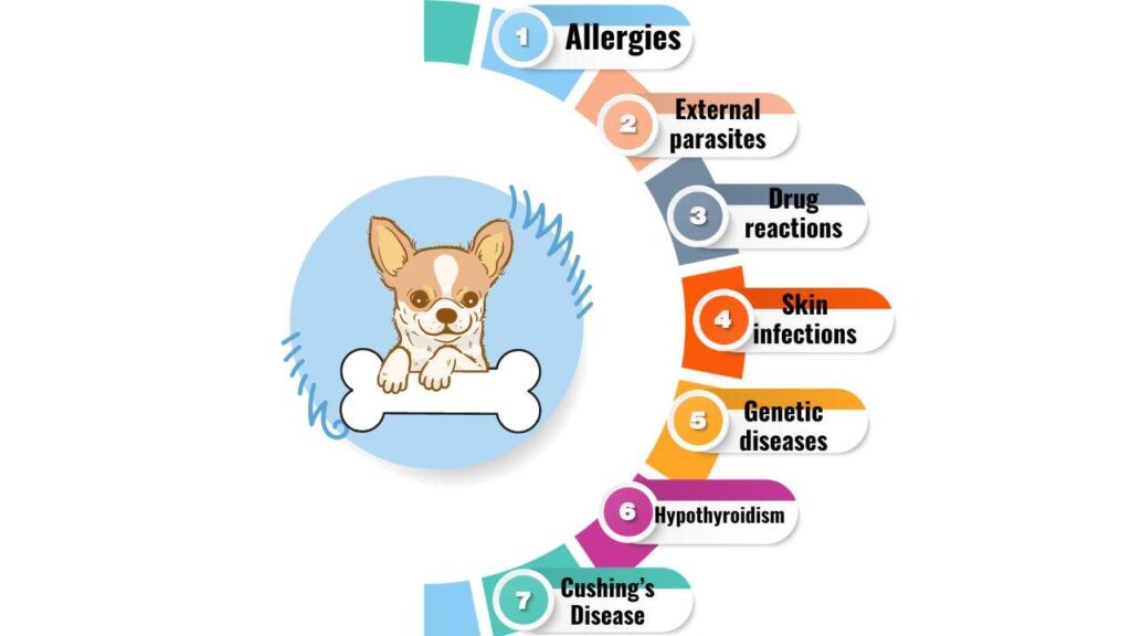 Everything About Chihuahua Skin Issues