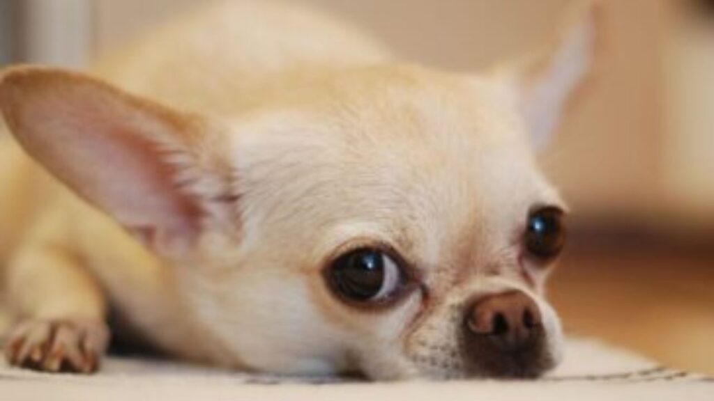 Tips to Take Care of Your Chihuahua's Paws