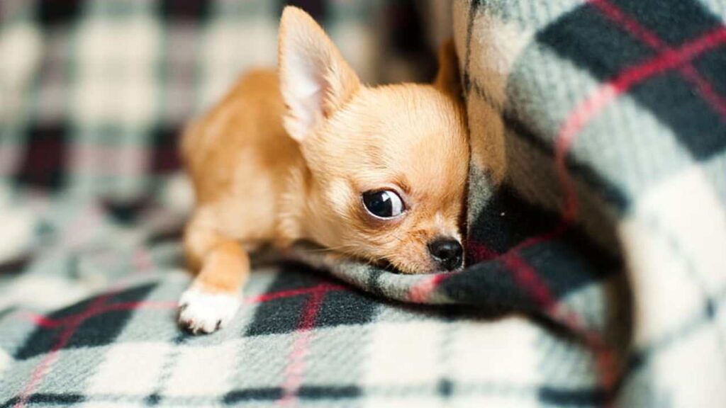 Tips to Take Care of Your Chihuahua's Paws