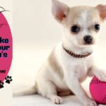 Tips to Take Care of Your Chihuahua's Paws