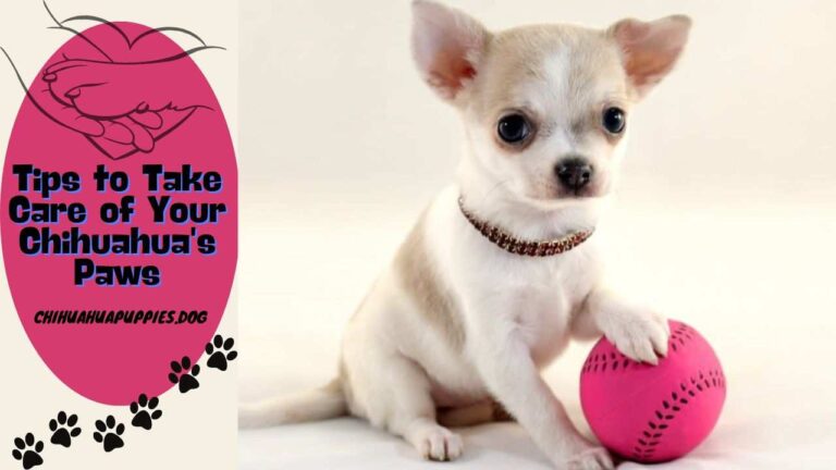 Tips to Take Care of Your Chihuahua's Paws