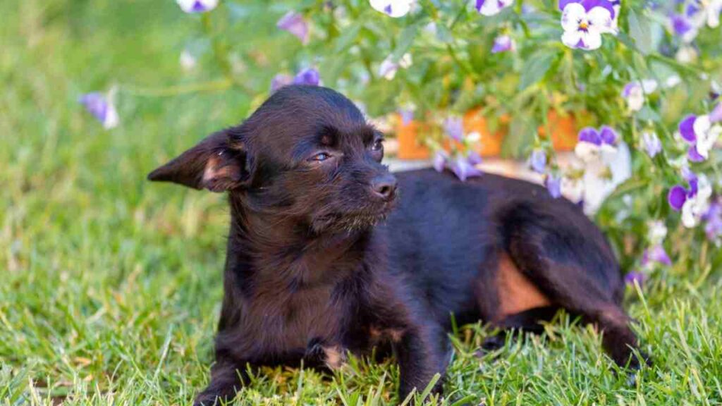 Toy poodle and Chihuahua mix