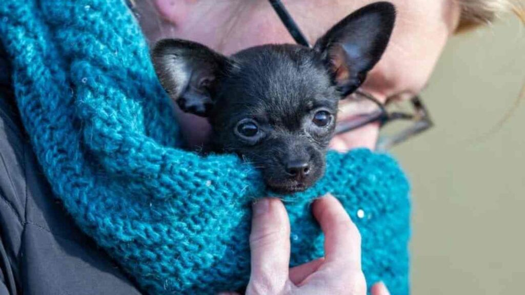 Toy poodle and Chihuahua mix